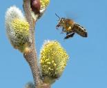 propolis abeilles